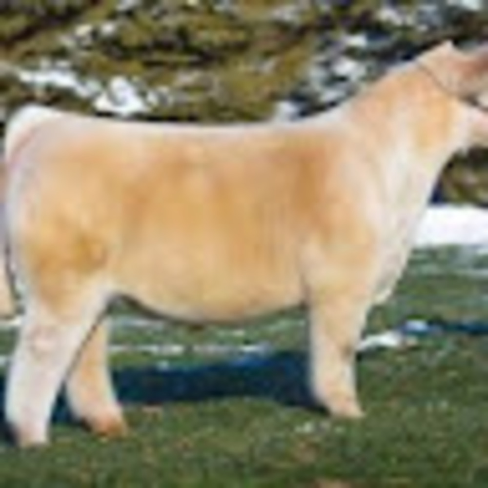 Meet your Posher, Barrett